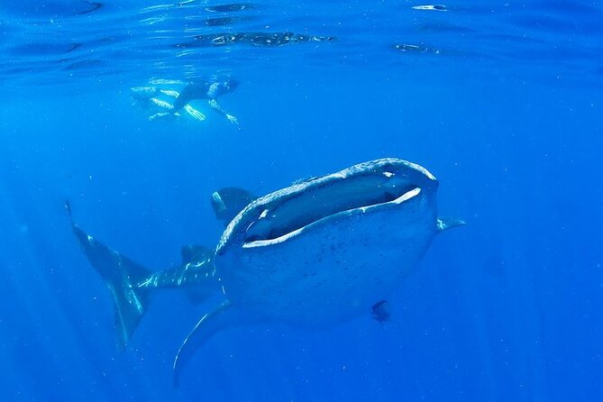 Whale Shark Experience from Playa del Carmen - Whale Sharks Near Cancun: Timing That Can Make or Break the Day