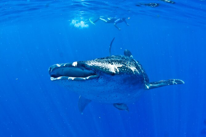 Whale Shark Experience from Playa del Carmen - On the Water With an Expert: How You’ll Spot and Enjoy the Whale Shark