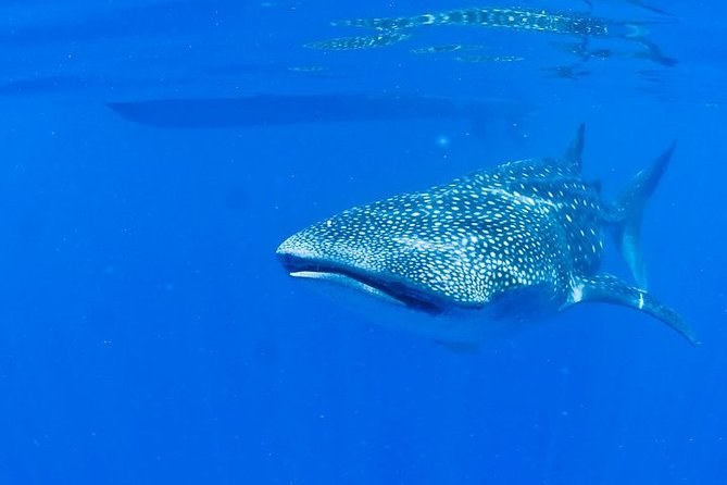 Whale Shark Experience from Playa del Carmen - Isla Mujeres Stop: The Fun Break That Isn’t Just a Detour