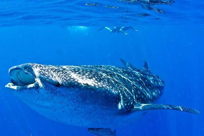 Whale Shark Experience from Playa del Carmen - Small-Group Reality: Up to 8 People Can Mean Better Viewing