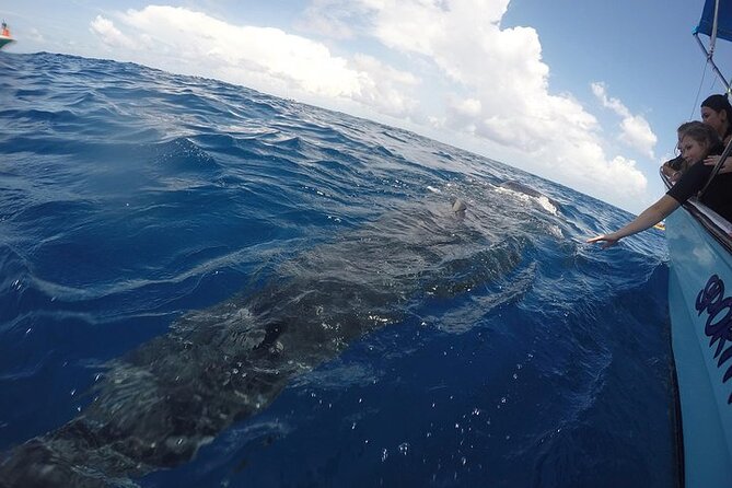 Whale Shark Experience from Playa del Carmen - Price and Value: Why $49 Can Still Feel Worth It