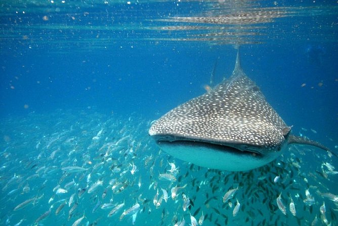 Whale Shark Experience from Playa del Carmen - The Snorkeling Setup: What’s Included and Why It Matters