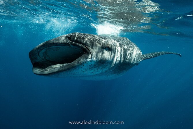 Whale Shark Snorkeling Adventure with Lunch - Key highlights to know before you go