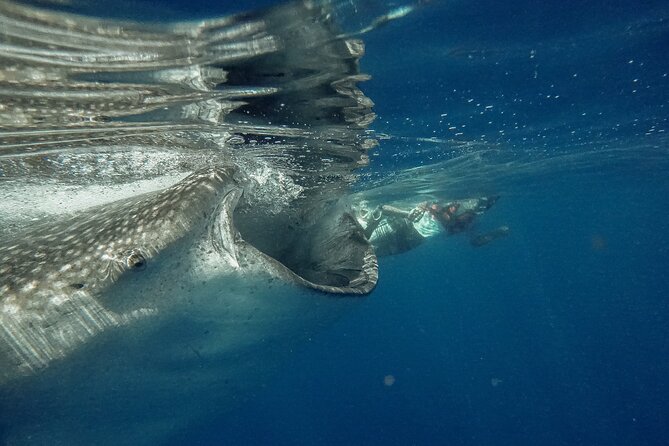 Whale Shark Snorkeling Adventure with Lunch - From Playa del Carmen to Isla Contoy: the long-but-simple plan