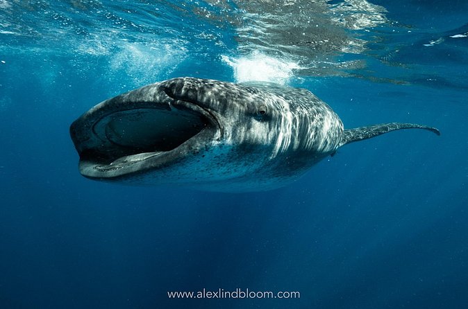 Whale Shark Snorkeling Adventure with Lunch - Light breakfast and the open-ocean search