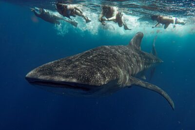 Whale Shark Snorkeling Adventure with Lunch - The morning pickup: early start, then you’re on Pacific-clock time (ocean time)