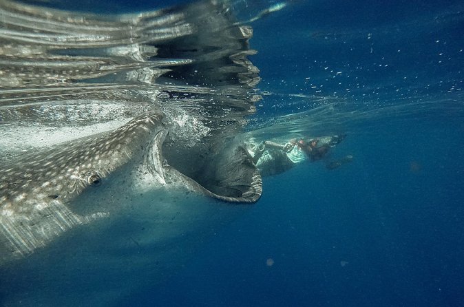 Whale Shark Snorkeling Adventure with Lunch - The whale shark snorkeling: how to get your moment to count