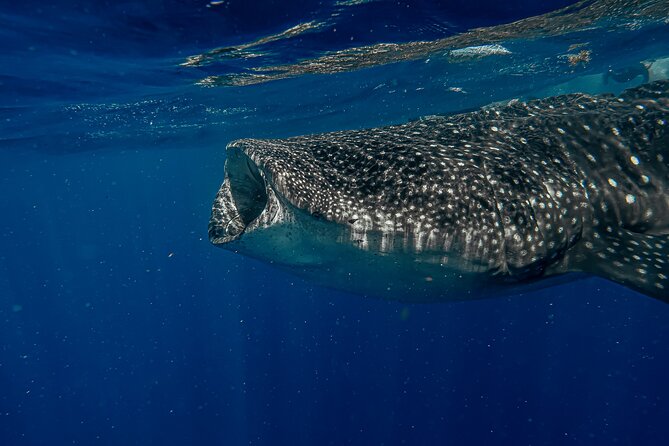 Whale Shark Snorkeling Adventure with Lunch - Stop at Pro Dive Mexico: the practical handoff