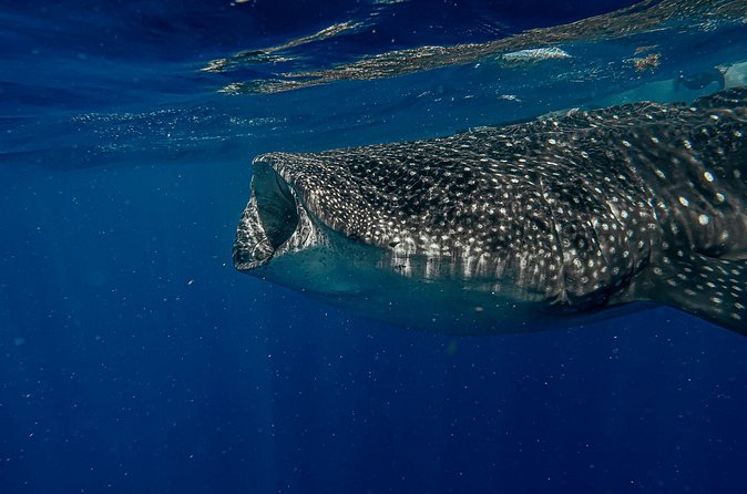 Whale Shark Snorkeling Adventure with Lunch - Timing: what a full day feels like in real life