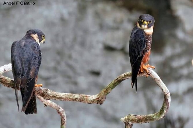 Xocen Birding - The Guide Makes or Breaks Birding Here (Angel Castillo’s Style)