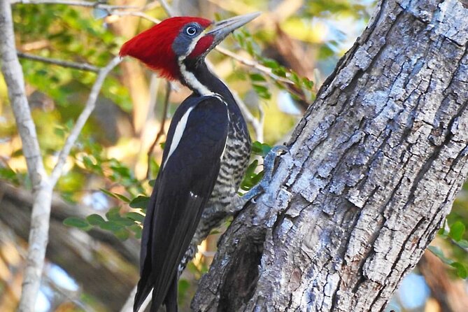 Xocen Birding - Birds You Can Expect to Try For (And Why Endemics Are the Goal)