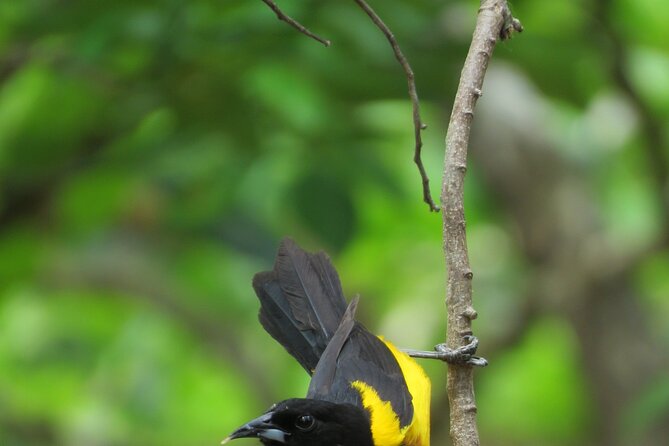 Xocen Birding - Value Near Valladolid: What You’re Really Paying For