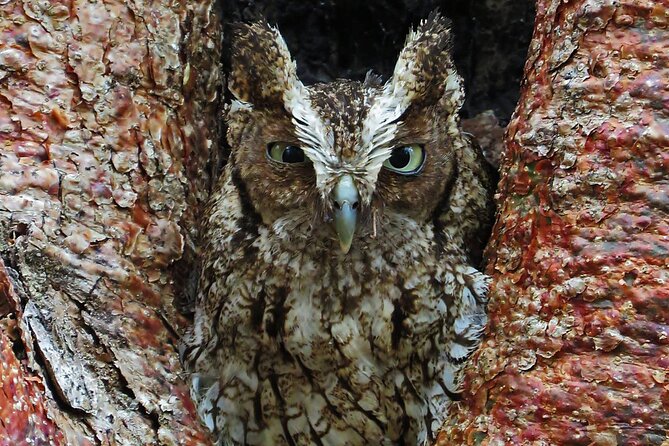 Xocen Birding - Who This Birding Morning Is Best For