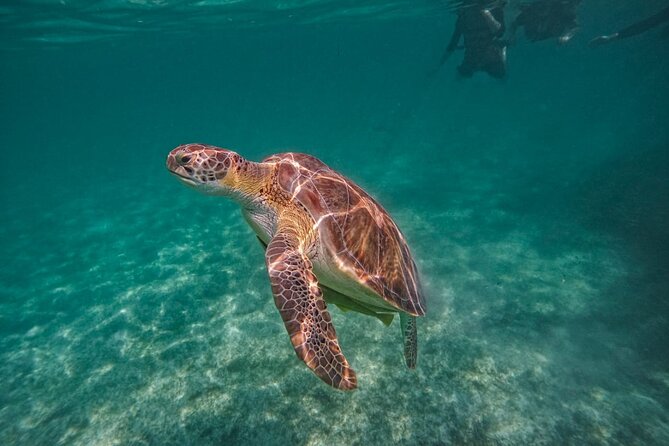 Yalku lagoon and turtles akumal sanctuary - Akumal Bay snorkeling: how you actually meet the turtles