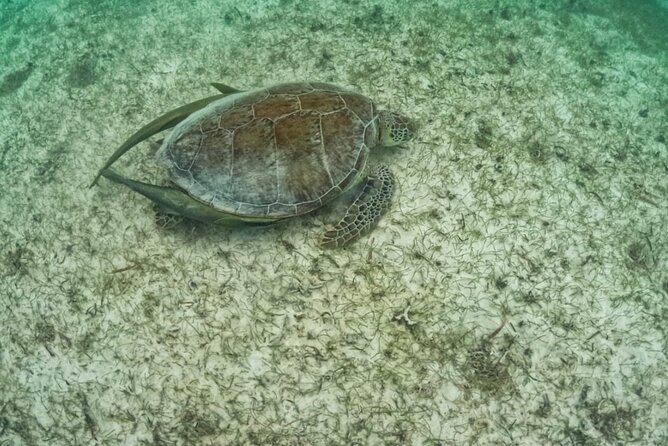Yalku lagoon and turtles akumal sanctuary - Who should book this Akumal turtles + lagoon tour