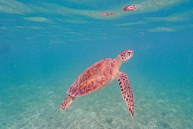 Yalku lagoon and turtles akumal sanctuary - Should you book? My straight answer