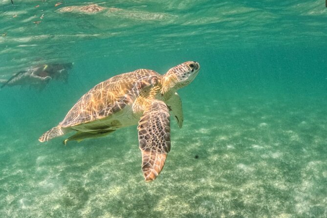 Yalku lagoon and turtles akumal sanctuary - FAQ